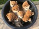 Chiots shiba inu disponibles