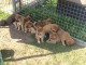 Chiots shiba inu disponibles