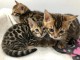 suerbes chatons bengal