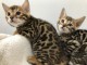 superbes chatons bengal