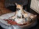 CHIOTS CHIHUAHUA A DONNER POUR BONS SOINS