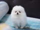 Adorables petits chiots spitz nain