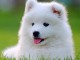 Berger blanc suisse pour bonne famille