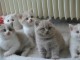 Superbes Chatons British Shortair Pure Race