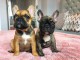 chiots BOULEDOGUE FRANÇAIS