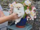 Adorables petits chiots spitz nain