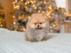 Adorables petits chiots spitz nain