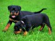 Jolie chiots rottweiler