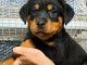 Jolie chiots rottweiler