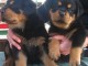 Jolie chiots rottweiler