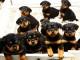 Jolie chiots rottweiler