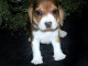 Chiots beagle pour bonne maman