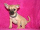 Chiots chihuahua pour bonne famille