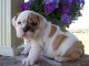 Chiots bouledogue anglais pour bonne famille