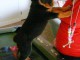 Chiots rottweiler  pour bonne maman