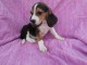 Chiots beagle pour bonne maison