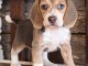 3 chiots beagles males et femelles