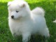 Berger blanc suisse pour bonne famille