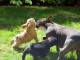 Magnifiques chiots Bouledogue français