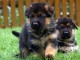  Dons bb chiots Berger Allemand LOF 