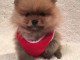 Adorables petits chiots spitz nain