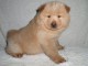 Chiots chow chow pour bonne maman