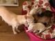 Tres jolie chihuahua a donne 