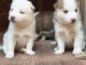 Magnifiques chiots Husky de Sibérie