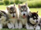 chiots Husky de Sibérie a adopter gratuitement
