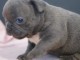 Magnifiques chiots Bouledogue français bleu