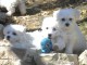 Superbes Bébés BICHON MALTAIS