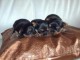 Superbes Chiots Yorkshire Terrier Pure Race