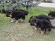 Magnifiques Chiots Berger Allemand Pure Race