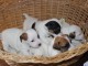 Adorables Chiots Jack Russel Pure Race