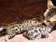 Adorables Chatons Bengal Pure Race