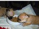Superbes Chiots Chihuahua Pure Race Poils Courts Taille Standard