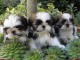 Sublimes Chiots Shih Tzu Pure Race