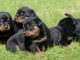 Magnifiques chiots Rottweiler Pure Race