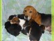 SUPERBES BB BEAGLE PURE RACE