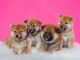 Sublimes Chiots Shiba Inu Pure Race