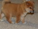 Chiots shiba inu pour bonne maison