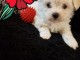 Chiots bichon maltais a donner