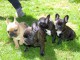 Magnifiques chiots Bouledogue français bleu