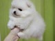 Chiot spitz nain type 