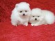 Magnifique chiots spitz nain 