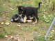 JOLI CHIOT BERGER ALLEMAND FEMELLE