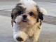 Magnifiques chiot Shih tzu a donner