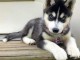 Donne en adoption superbes chiots type Husky Siberien 