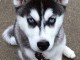 Donne en adoption superbes chiots type Husky Siberien