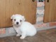 Adorables Chiots Bichon Maltais Pure Race